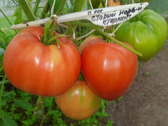 Старый Норвежский стерлинг